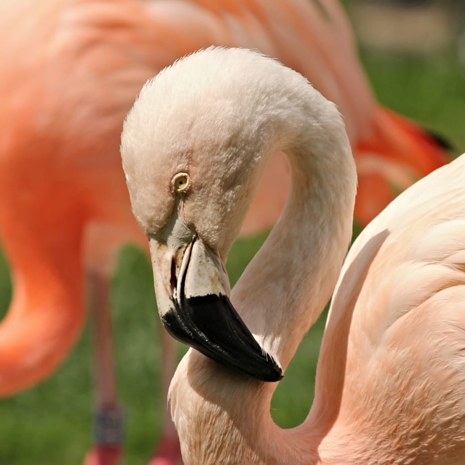 flamants-rosesmanfredrichter-de-pixabay-scaled-1840x933